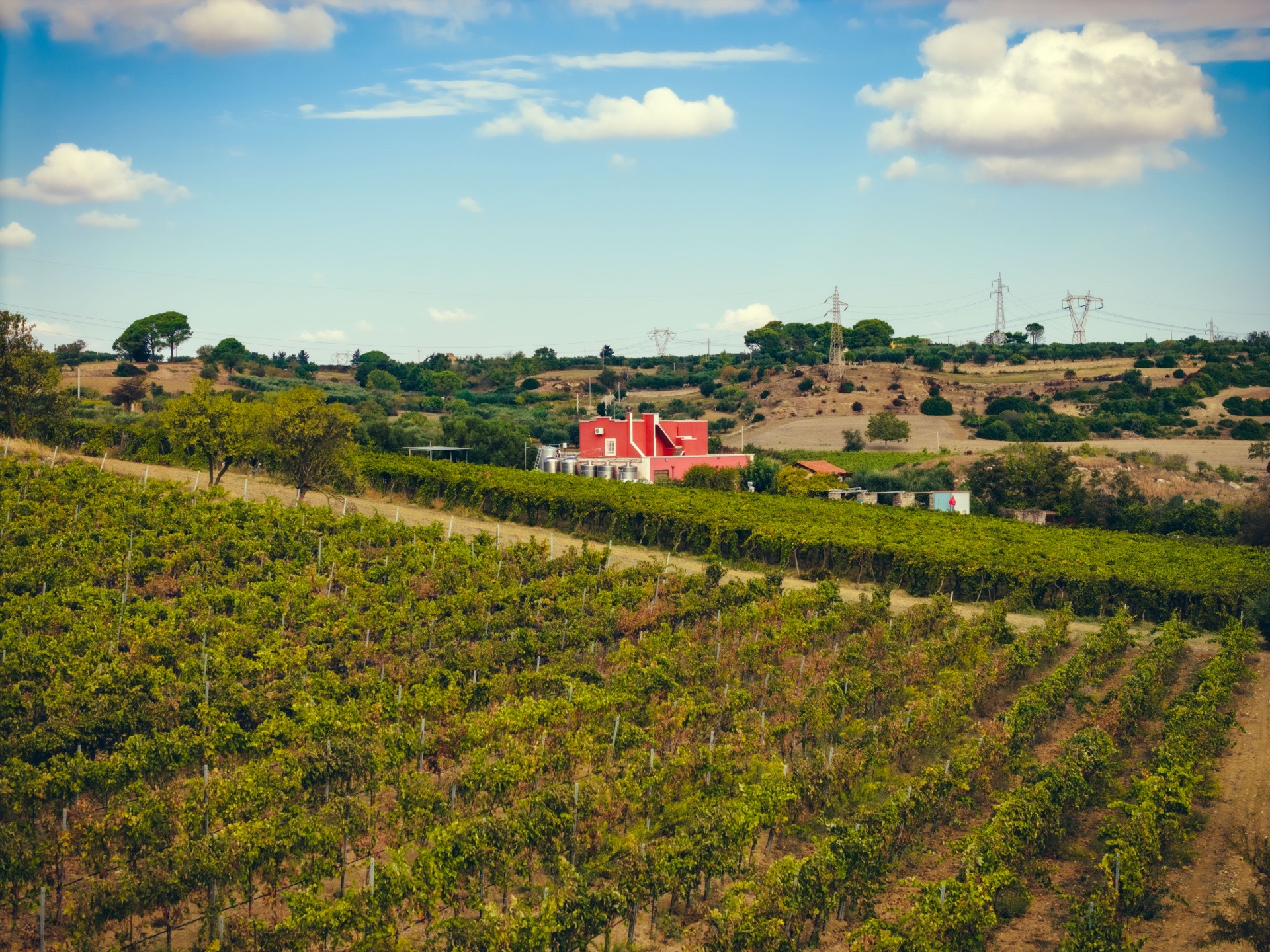 10 Hectares of Vines